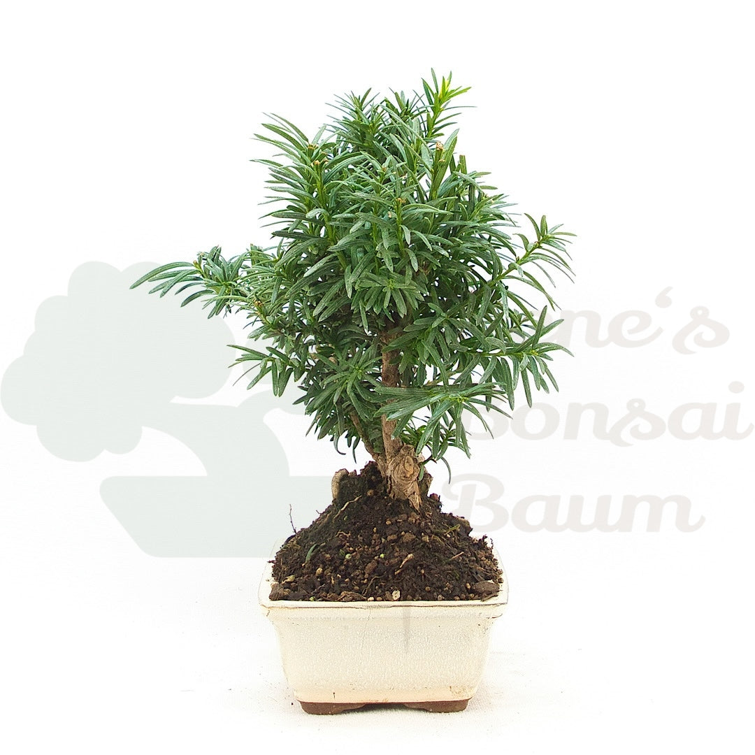 Eibe Hybrid 'Taxus media'