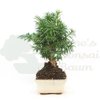 Eibe Hybrid 'Taxus media'