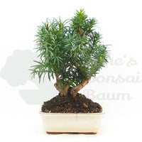 Eibe Hybrid 'Taxus media'