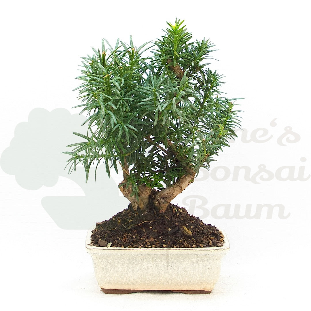 Eibe Hybrid 'Taxus media'