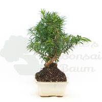 Eibe Hybrid 'Taxus media'
