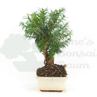 Eibe Hybrid 'Taxus media'