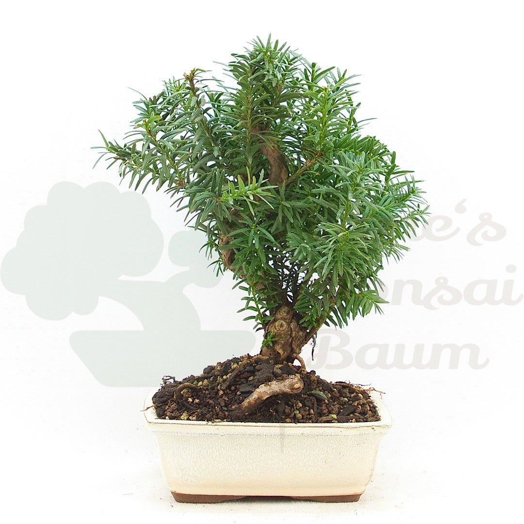 Eibe Hybrid 'Taxus media'