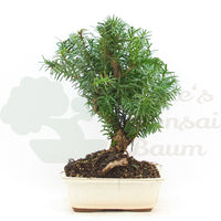 Eibe Hybrid 'Taxus media'