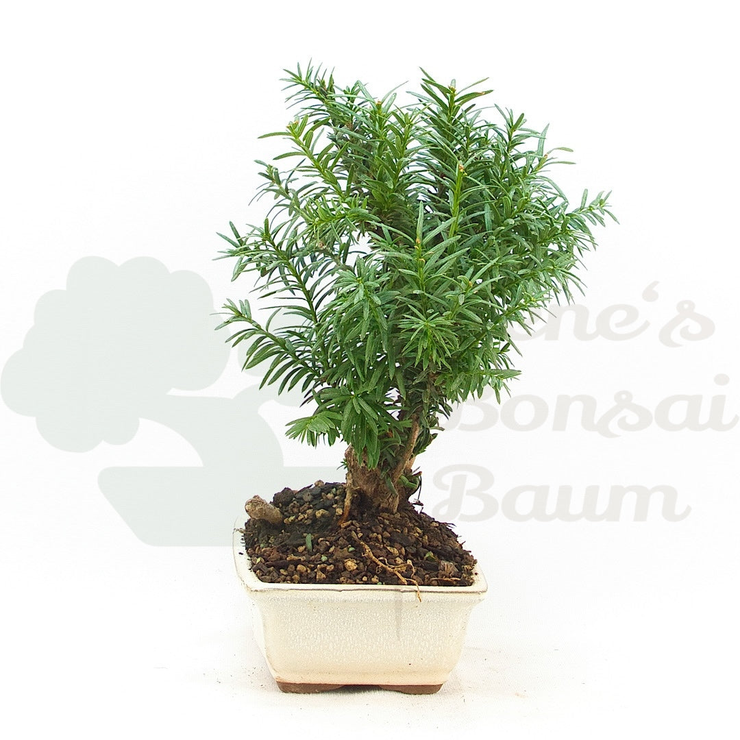 Eibe Hybrid 'Taxus media'