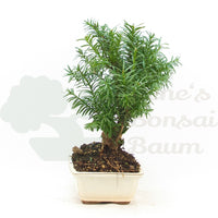 Eibe Hybrid 'Taxus media'