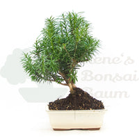 Eibe Hybrid 'Taxus media'