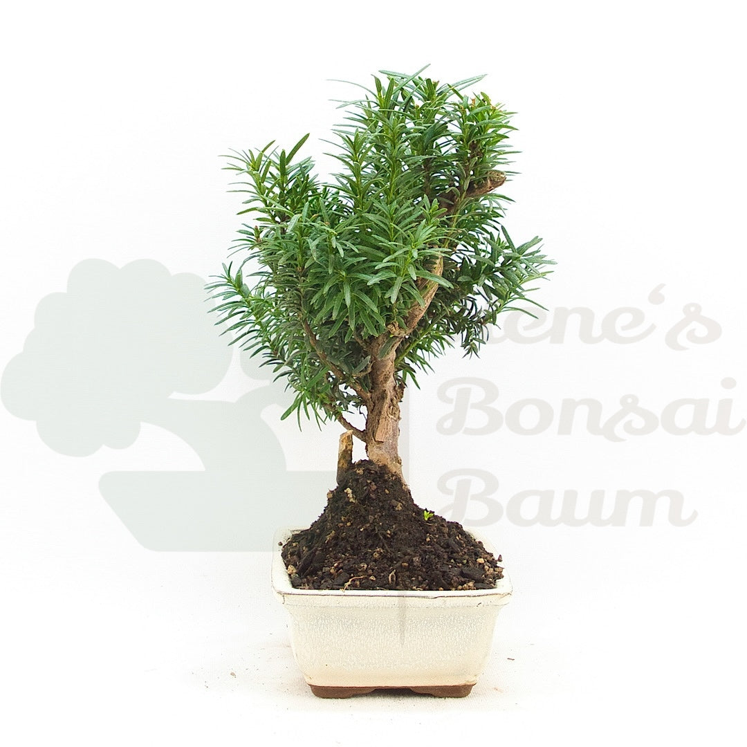 Eibe Hybrid 'Taxus media'