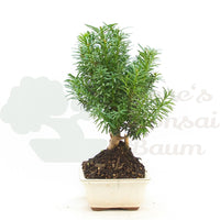 Eibe Hybrid 'Taxus media'