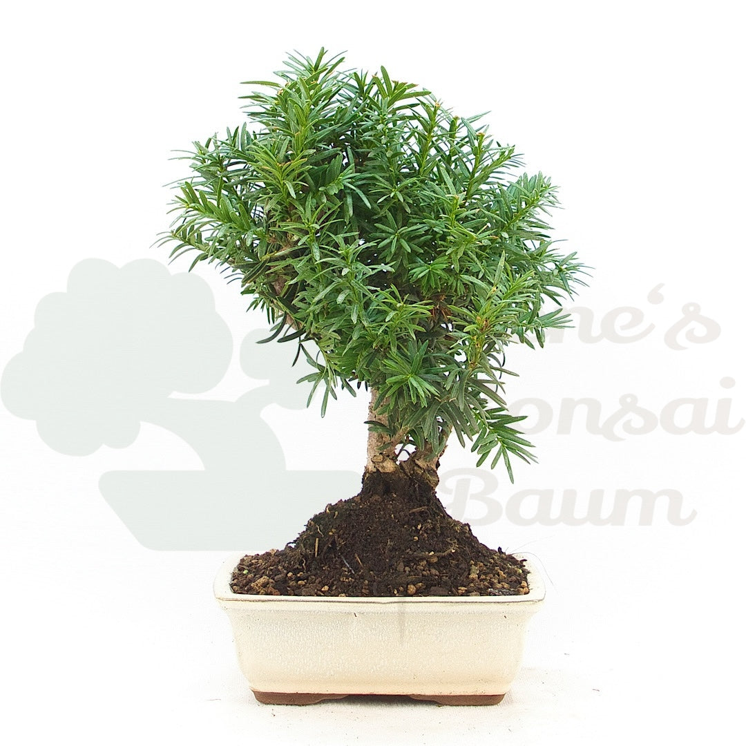 Eibe Hybrid 'Taxus media'