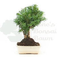 Eibe Hybrid 'Taxus media'