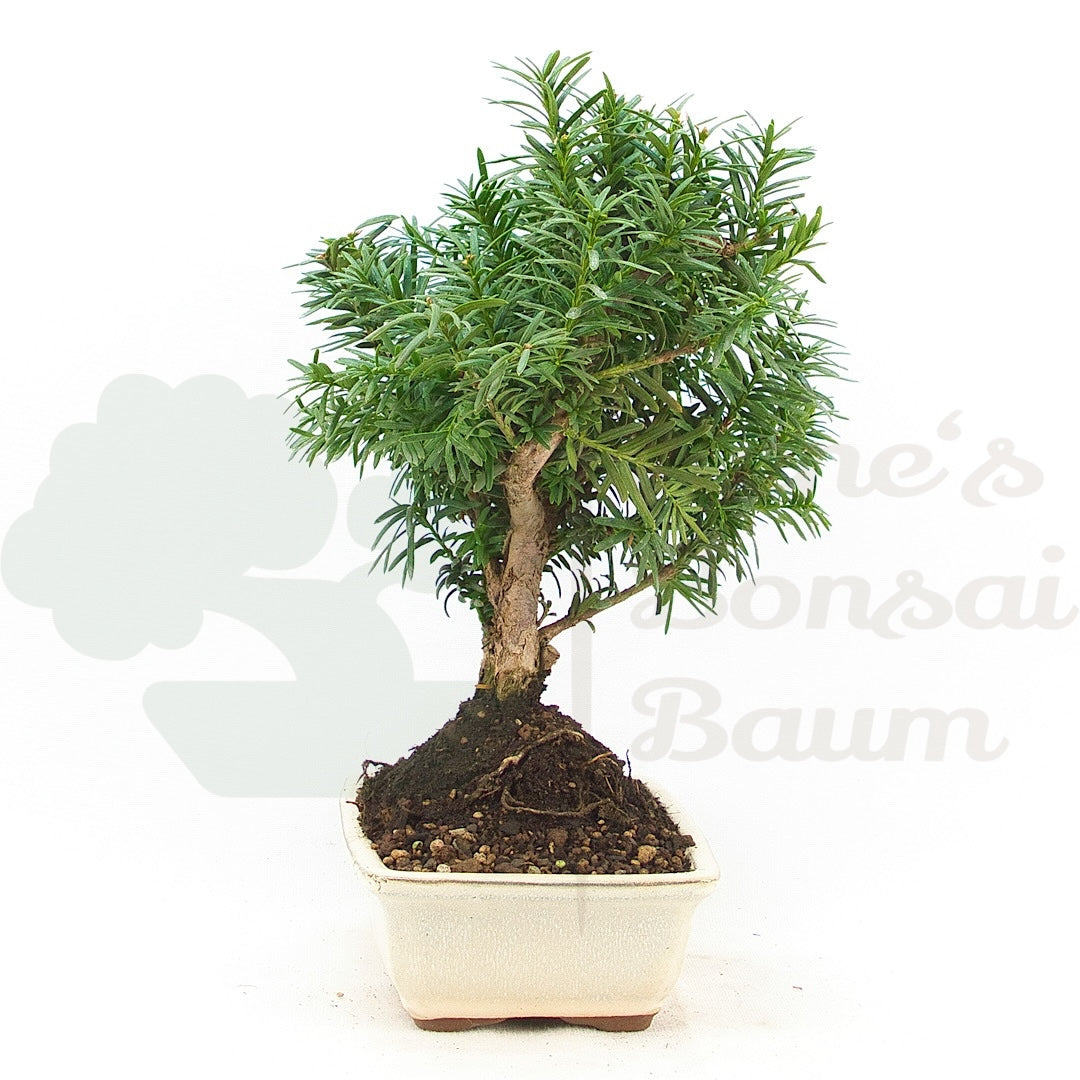 Eibe Hybrid 'Taxus media'