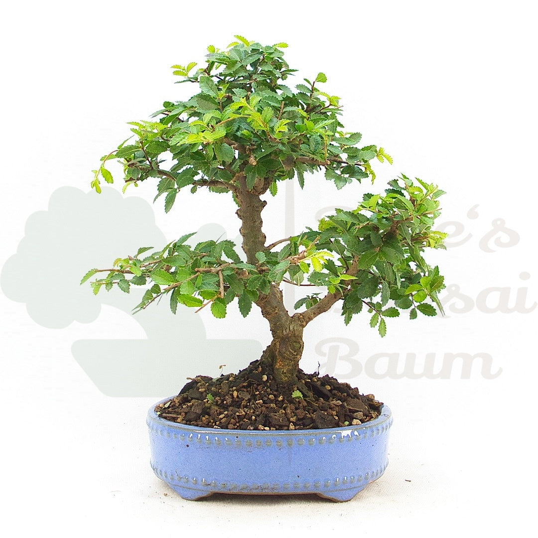 Chinesische Ulme 'Zelkova parvifolia'