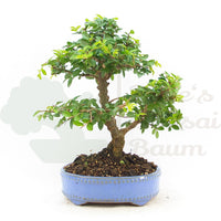 Chinesische Ulme 'Zelkova parvifolia'