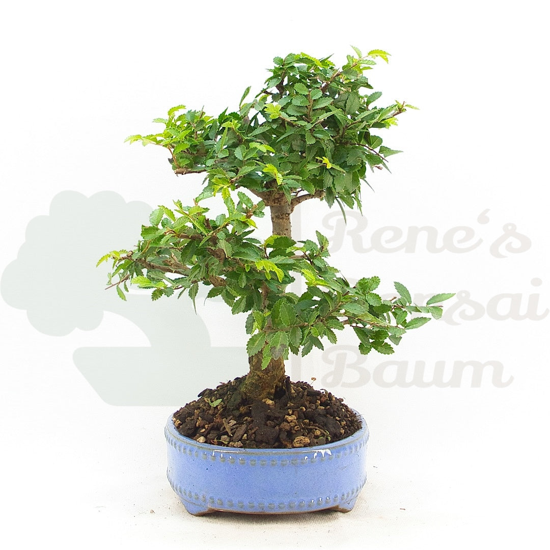 Chinesische Ulme 'Zelkova parvifolia'