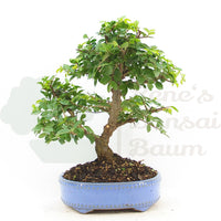 Chinesische Ulme 'Zelkova parvifolia'