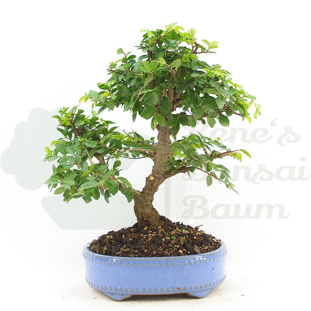Chinesische Ulme 'Zelkova parvifolia'
