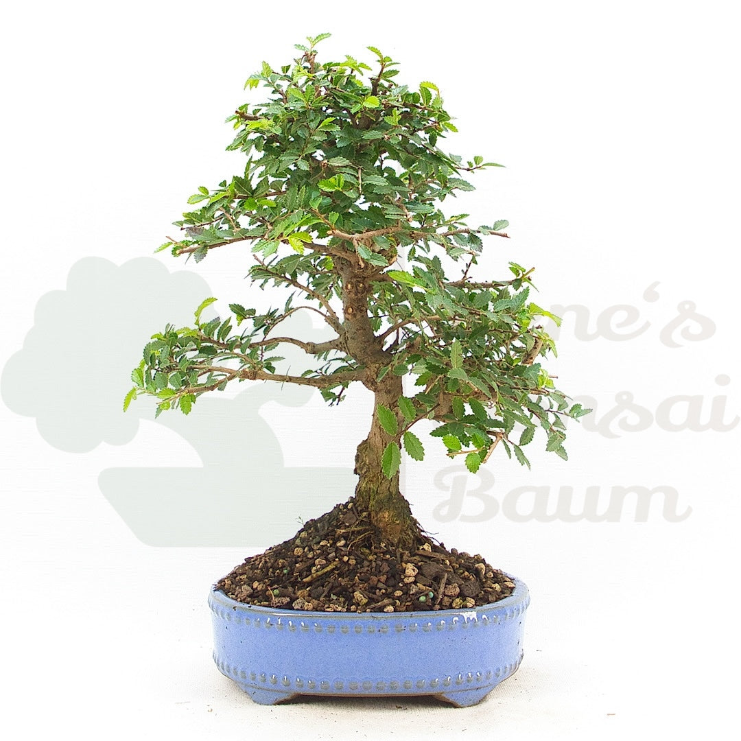 Chinesische Ulme 'Zelkova parvifolia'