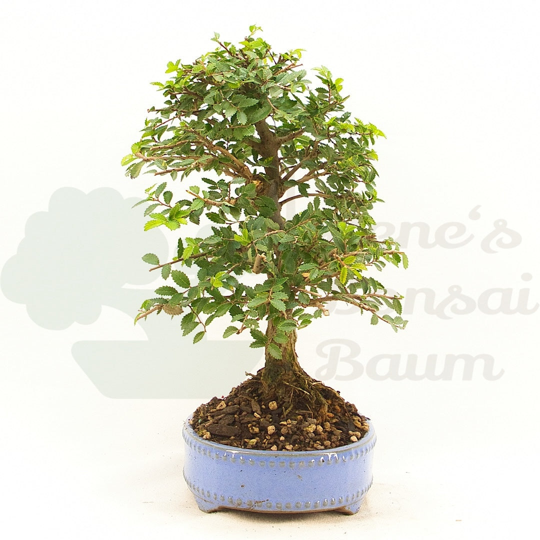 Chinesische Ulme 'Zelkova parvifolia'
