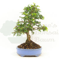 Chinesische Ulme 'Zelkova parvifolia'