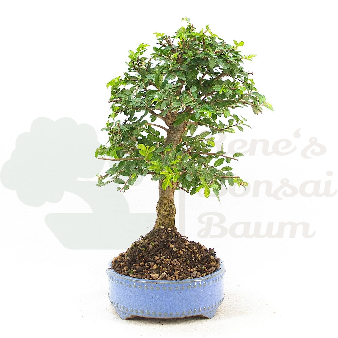 Chinesische Ulme 'Zelkova parvifolia'
