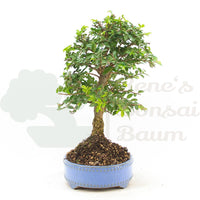 Chinesische Ulme 'Zelkova parvifolia'