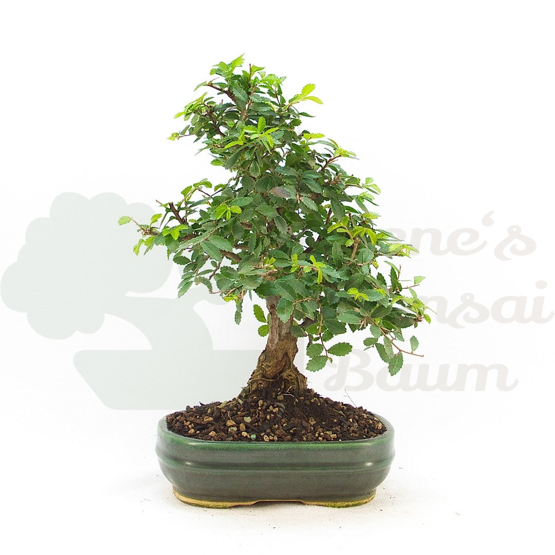 Chinesische Ulme 'Zelkova parvifolia'