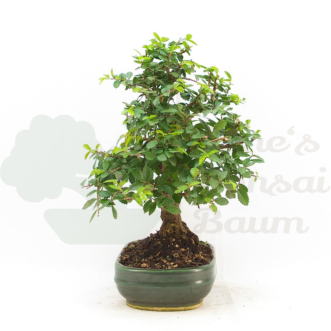 Chinesische Ulme 'Zelkova parvifolia'
