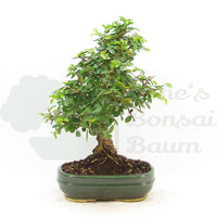 Chinesische Ulme 'Zelkova parvifolia'
