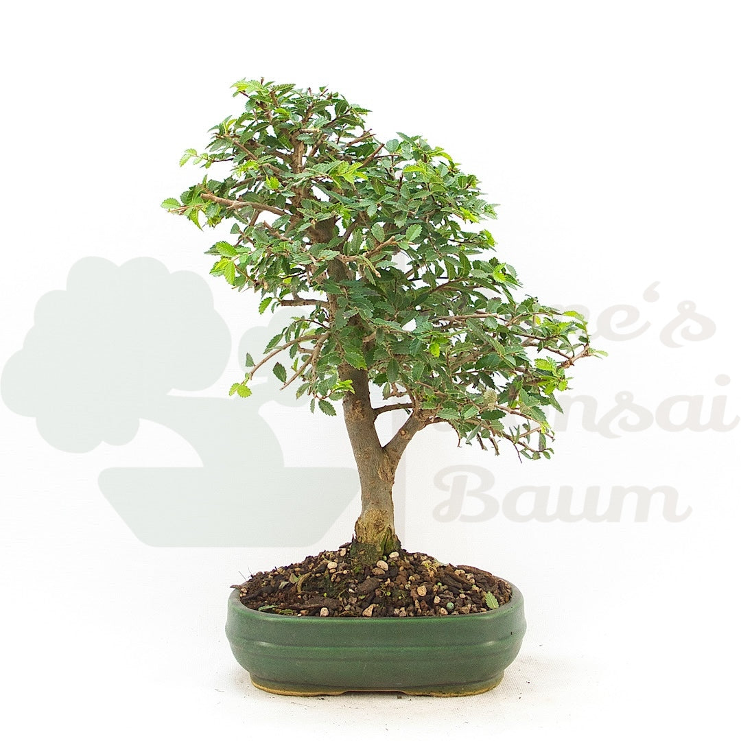 Chinesische Ulme 'Zelkova parvifolia'