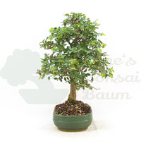 Chinesische Ulme 'Zelkova parvifolia'