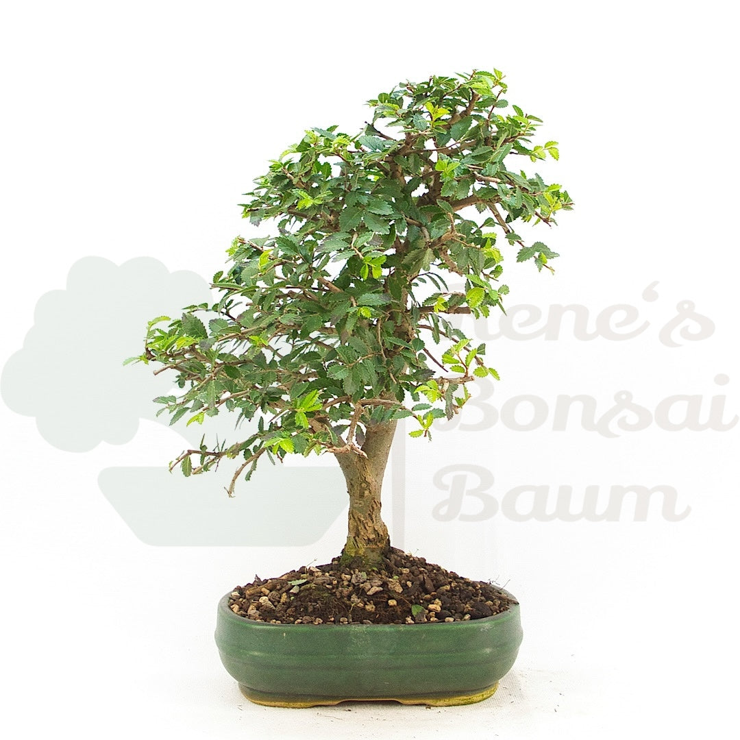 Chinesische Ulme 'Zelkova parvifolia'