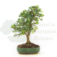 Chinesische Ulme 'Zelkova parvifolia'