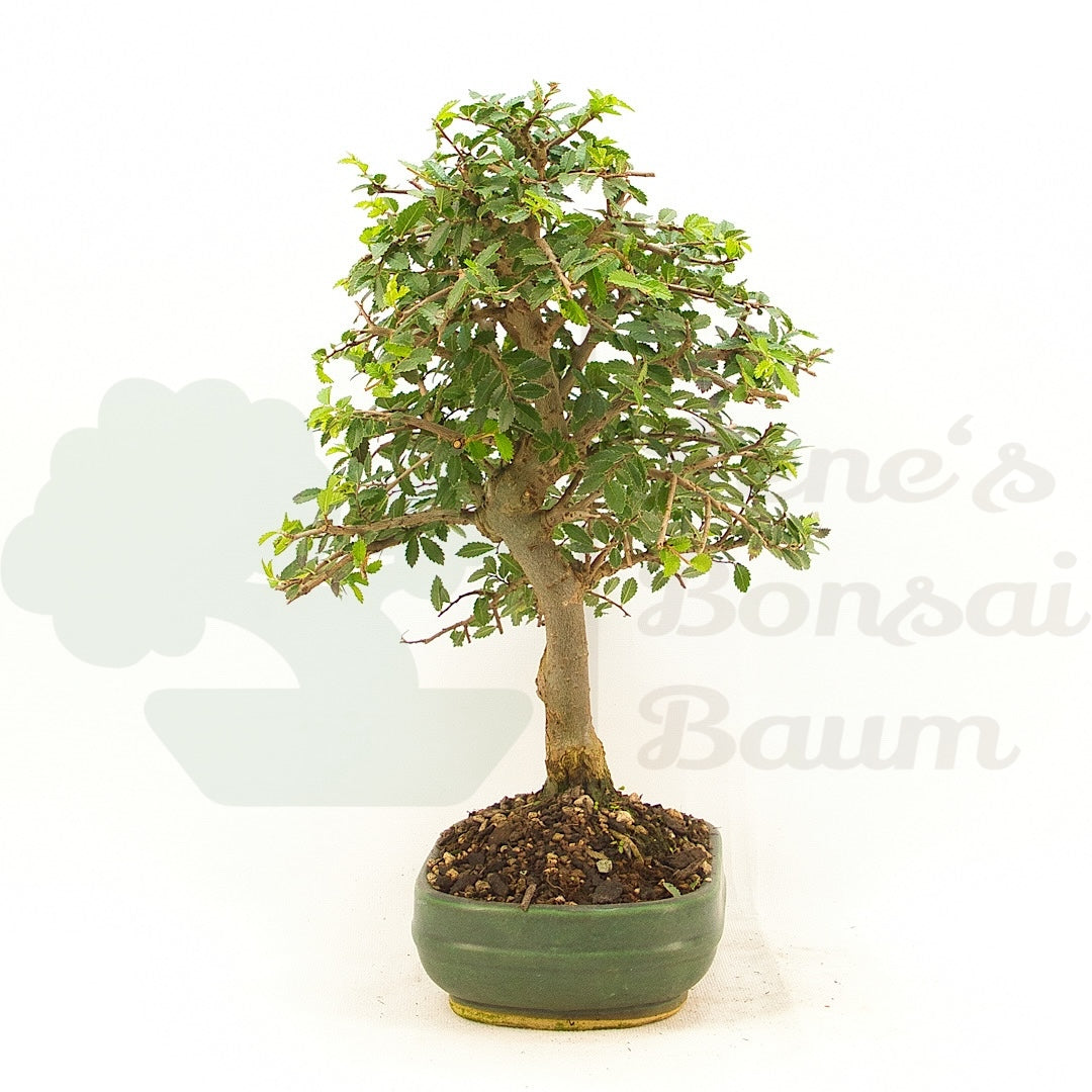 Chinesische Ulme 'Zelkova parvifolia'