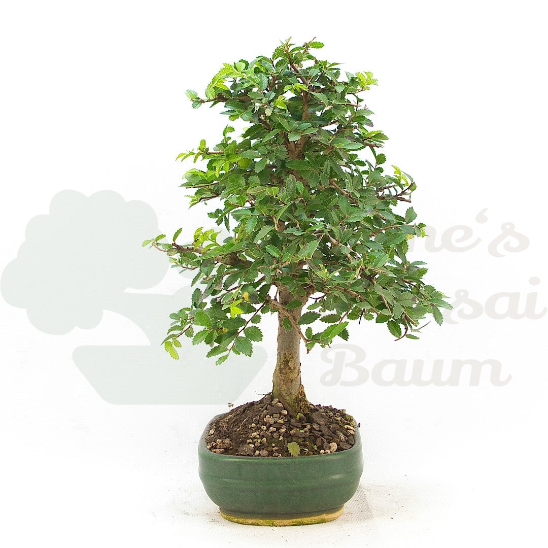 Chinesische Ulme 'Zelkova parvifolia'