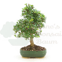 Chinesische Ulme 'Zelkova parvifolia'