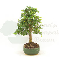 Chinesische Ulme 'Zelkova parvifolia'
