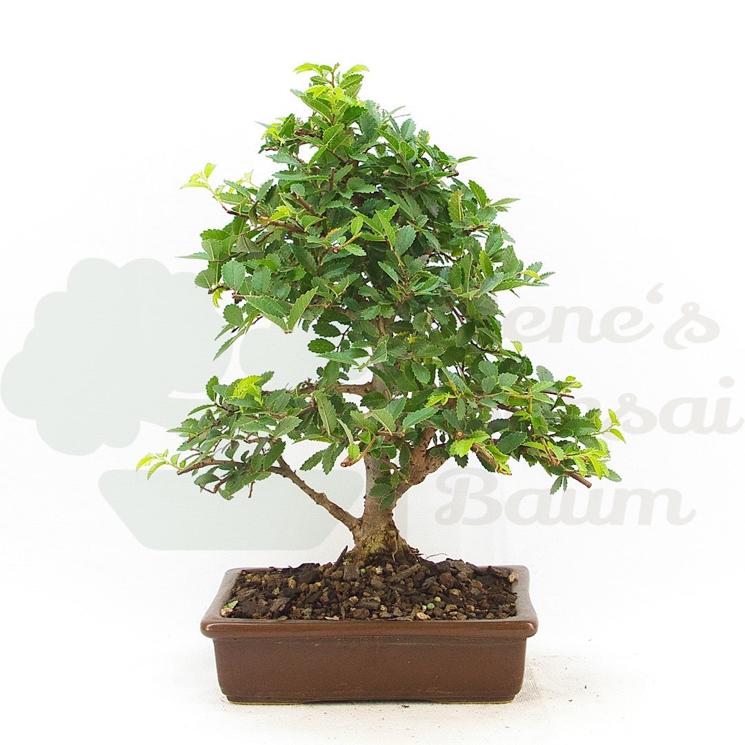 Chinesische Ulme 'Zelkova parvifolia'