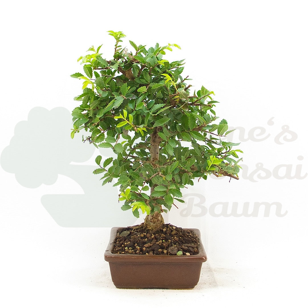 Chinesische Ulme 'Zelkova parvifolia'