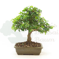 Chinesische Ulme 'Zelkova parvifolia'