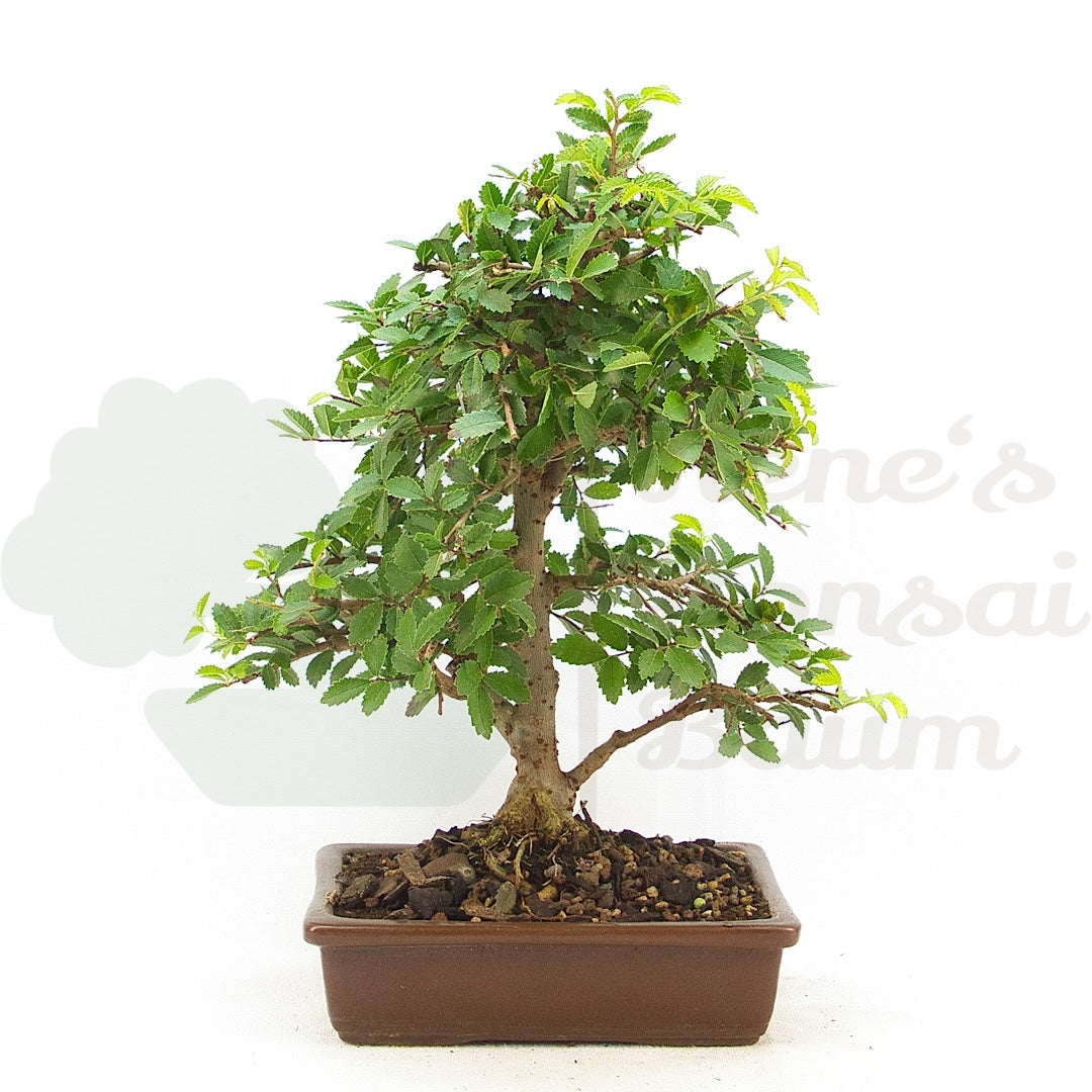 Chinesische Ulme 'Zelkova parvifolia'