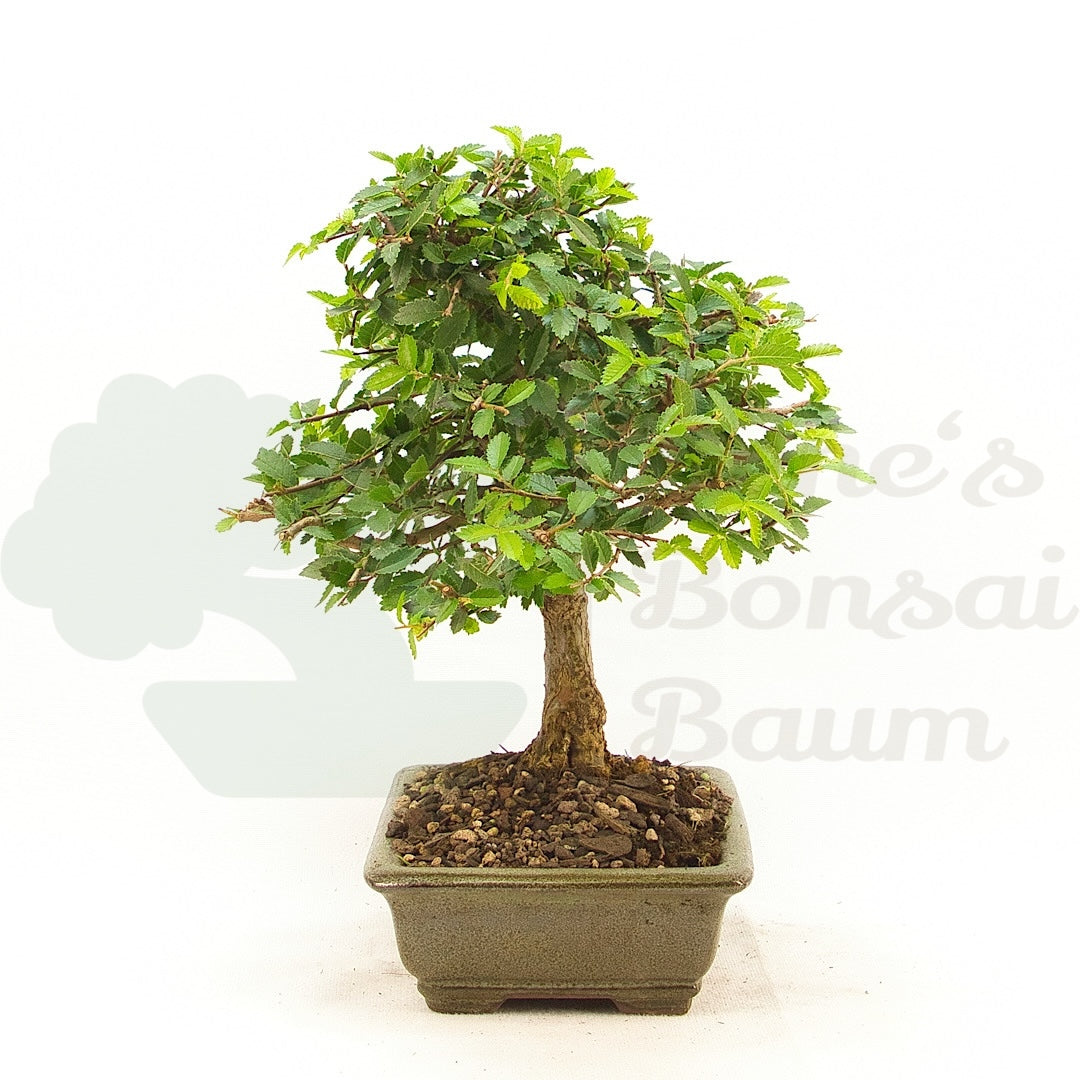 Chinesische Ulme 'Zelkova parvifolia'