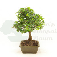 Chinesische Ulme 'Zelkova parvifolia'