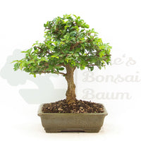 Chinesische Ulme 'Zelkova parvifolia'