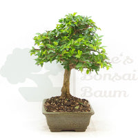 Chinesische Ulme 'Zelkova parvifolia'
