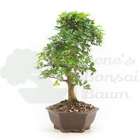 Chinesische Ulme 'Zelkova parvifolia'