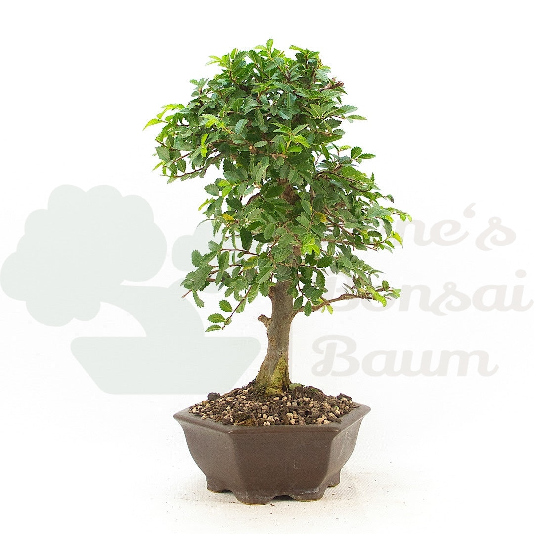 Chinesische Ulme 'Zelkova parvifolia'