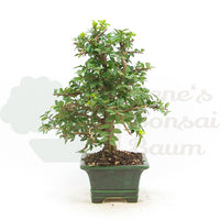 Chinesische Ulme 'Zelkova parvifolia'