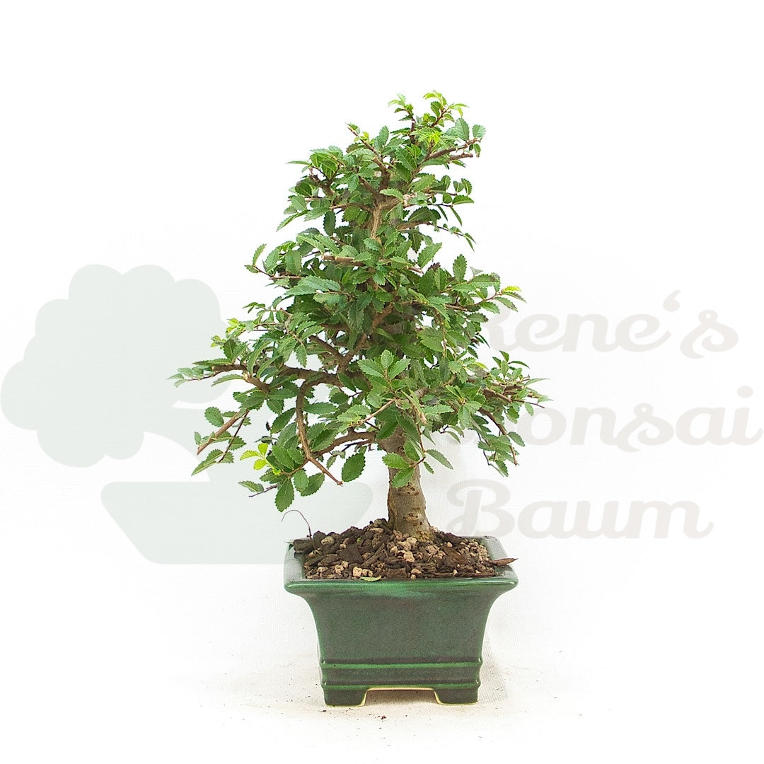 Chinesische Ulme 'Zelkova parvifolia'