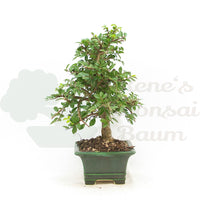 Chinesische Ulme 'Zelkova parvifolia'